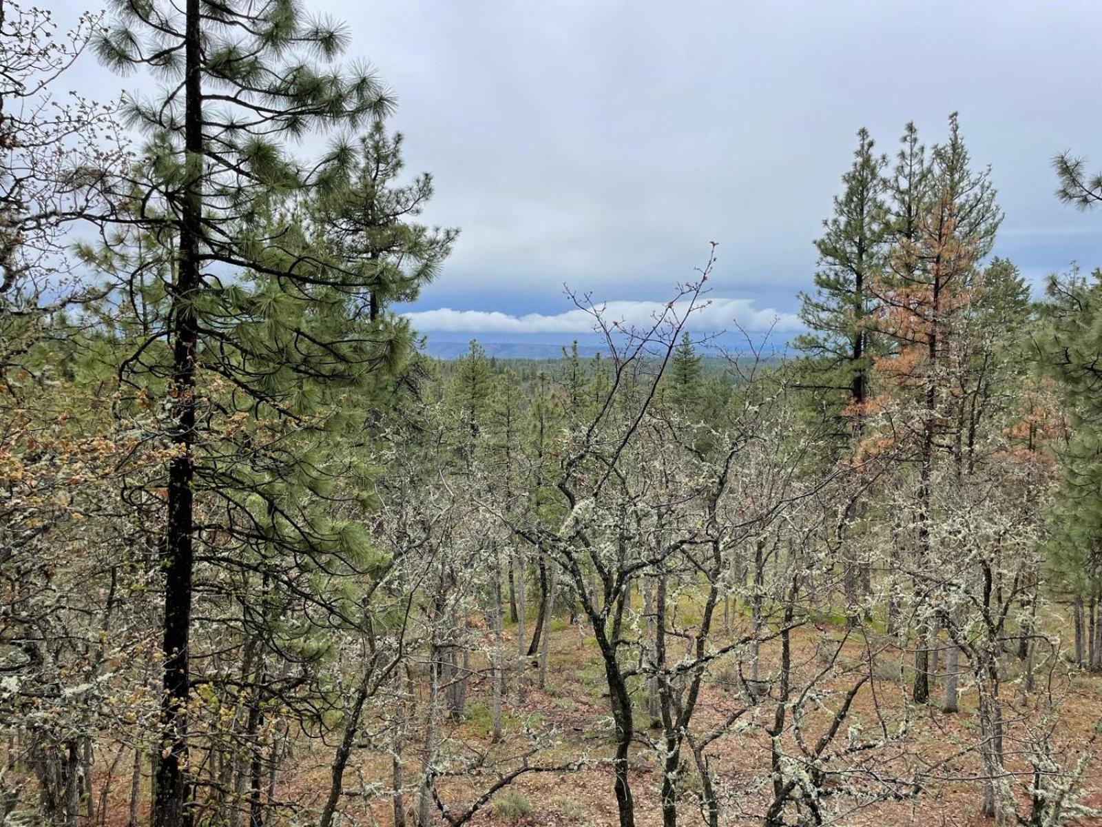 Treehouse Ranch Ξενοδοχείο Goldendale Εξωτερικό φωτογραφία